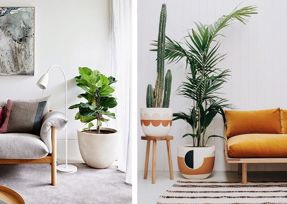 Decorate your house with plants